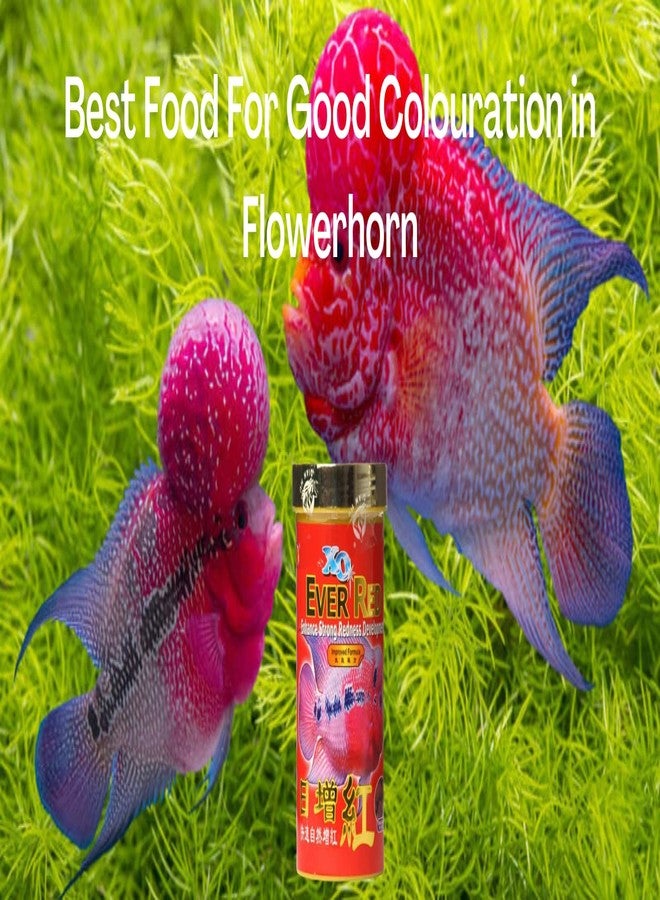 طعام أسماك فاييناتو حبيبات أوشن فري إكس أو إيفر ريد (الأصلي) لجميع مراحل الحياة، 280 مل/100 غ | يعزز نمو اللون الأحمر القوي لأسماك فلاور هورن - Image 5